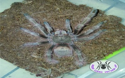 nhandu tripepii Female Juvie tarantula